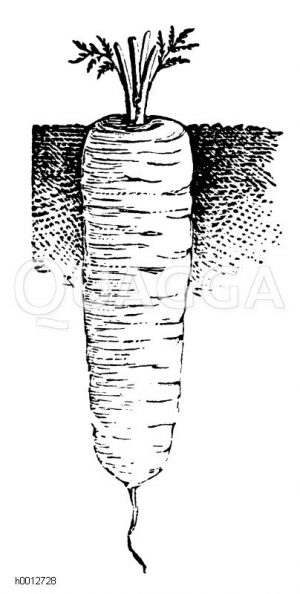 Halblange Karotte von Nantes Zeichnung/Illustration