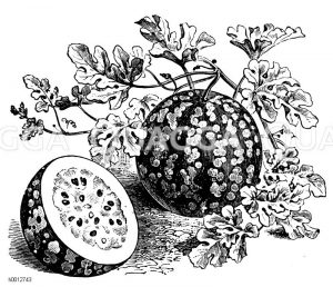 Wassermelone Zeichnung/Illustration