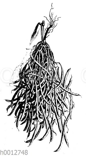 Zum Trocknen aufgehängte abgeblätterte Bohnenpflanze [Digital]