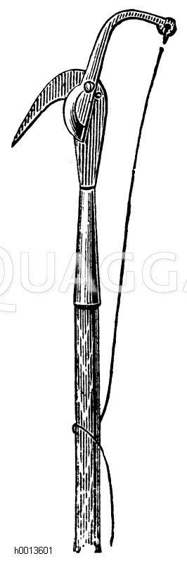 Raupenschere Zeichnung/Illustration