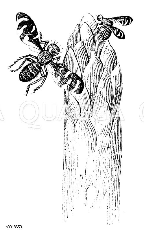 Spargelfliege (Platyparaea poeciloptera) Zeichnung/Illustration