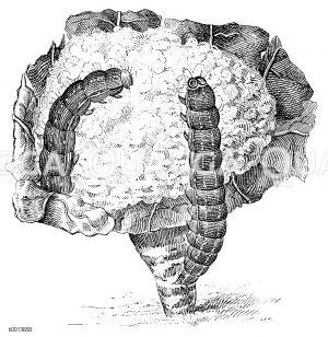 Raupe der Kohleule Zeichnung/Illustration