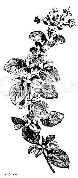 Majoranzweig Zeichnung/Illustration