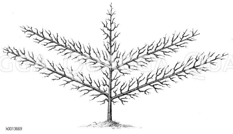 Spalierobst: Vollendete Palmette mit zwei Etagen Zeichnung/Illustration