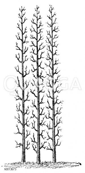 Spalierobst: Aufrechter Kordonbaum Zeichnung/Illustration