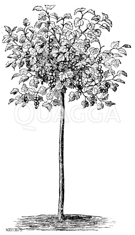 Hochstämmiger Johannisbeerstrauch Zeichnung/Illustration
