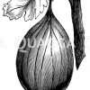 Englische Stachelbeere Zeichnung/Illustration