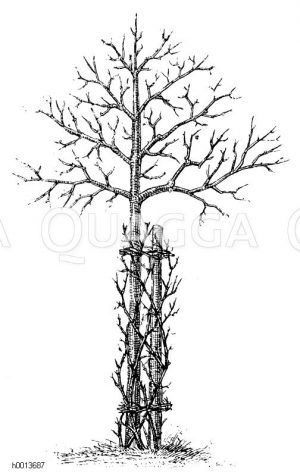 Mit Dornen umwandener Obstbaum Zeichnung/Illustration