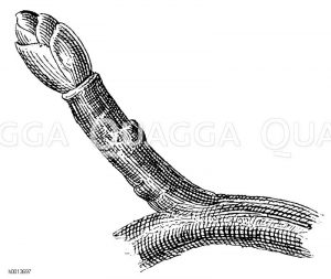 Ringelspieß an den Fruchtzweigen der Kernobstbäume Zeichnung/Illustration