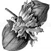 Haselnuss
