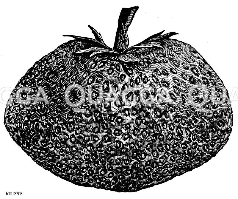 Erdbeere König Albert von Sachsen Zeichnung/Illustration