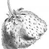 Erdbeere Docteur Nicaise Zeichnung/Illustration
