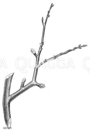 Rückschnitt älterer mit Ringelspießen besetzter Fruchtzweige (an Kernobstbäumen) zur Erhaltung des Holztriebes Zeichnung/Illustration