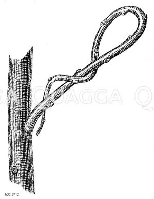 Schwächung frechwachsender Zweige durch Drehung Zeichnung/Illustration