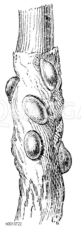 Schildläuse Zeichnung/Illustration