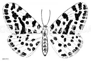 Stachelbeerspanner Zeichnung/Illustration