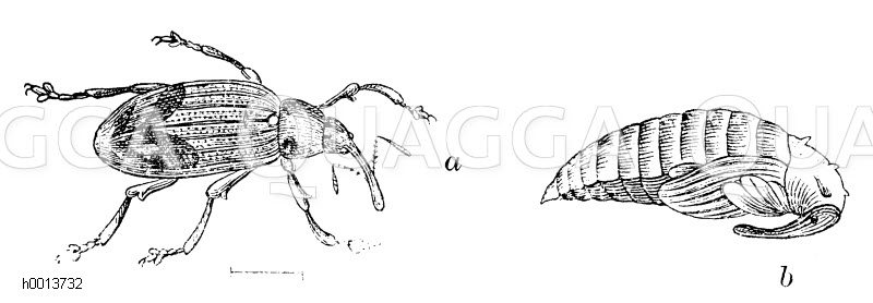 Apfelblütenstecher (Anthonomus pomorum)