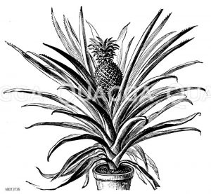 Ananas Zeichnung/Illustration