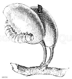 Pflaumensägewespe Zeichnung/Illustration