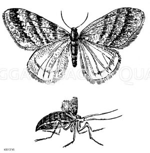 Kleiner Frostspanner Zeichnung/Illustration