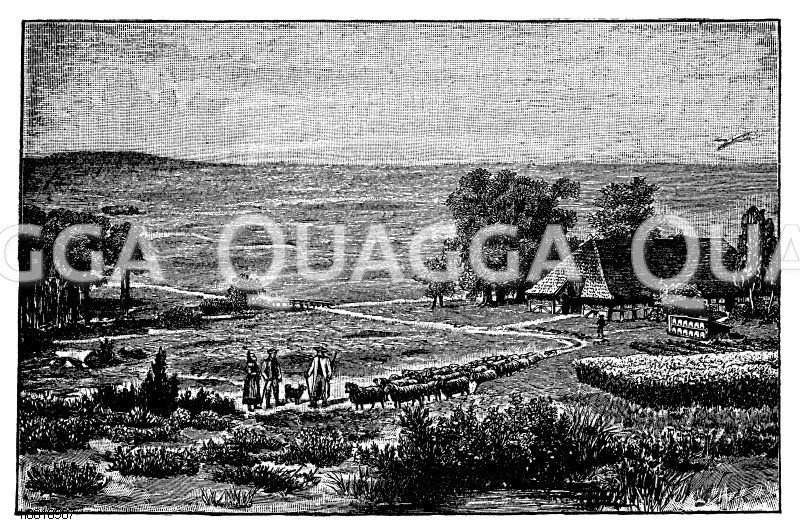 Lüneburger Heide. Nach einem Anschauungsbilde aus dem Verlag von F.E. Wachsmuth in Leipzig Zeichnung/Illustration