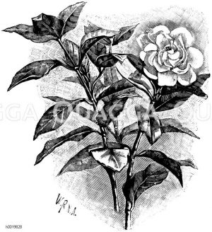 Blütenreiche Florida Zeichnung/Illustration