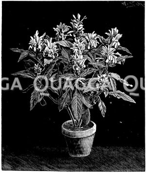 Scharlachrote Justicie Zeichnung/Illustration