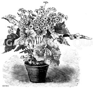 Halbhohe Cinerarie Zeichnung/Illustration