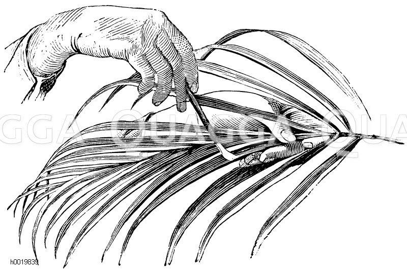 Reinigen der Blattrinnen bei einer Dattelpalme mit Pinsel Zeichnung/Illustration