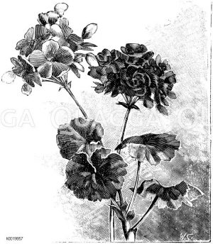 Einfache und gefüllte Zonalpelargonie Zeichnung/Illustration