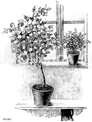 Aufstellung halbstämmiger und niederer Rosen am Zimmerfenster Zeichnung/Illustration