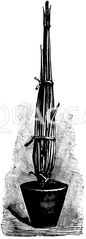 Dracaena an beigesteckten Stab zusammengebunden Zeichnung/Illustration