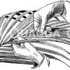 Waschen eines Wedels einer Fiederpalme Zeichnung/Illustration