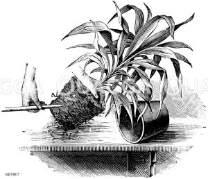 Auflockern des Wurzelballens einer zu verpflanzenden Cordyline Zeichnung/Illustration