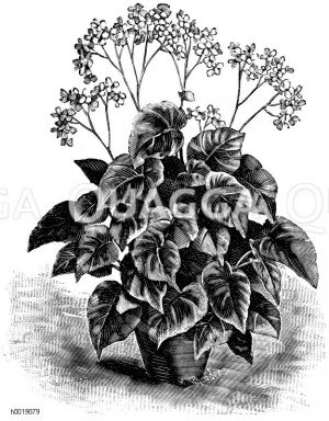 Credners Begonie Zeichnung/Illustration