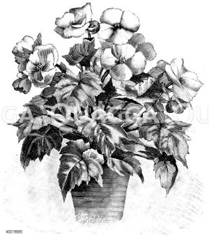 Einfach blühende Blütenbegonie mit aufrecht stehenden Blumen Zeichnung/Illustration