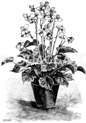 Blütenbegonie mit wohlriechenden Blumen Zeichnung/Illustration