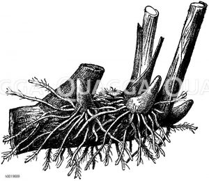 Ausgeputzte Cannaknolle Zeichnung/Illustration