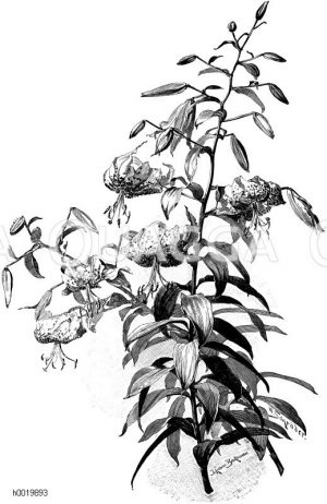 Rosenrote Lilie Zeichnung/Illustration