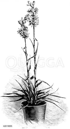 Gefüllte Tuberose Zeichnung/Illustration