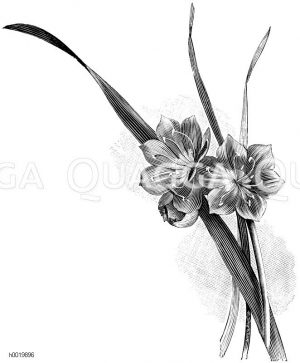Purpurrote Valotta Zeichnung/Illustration