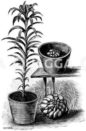 Osterlilie. Links: junge Pflanze
