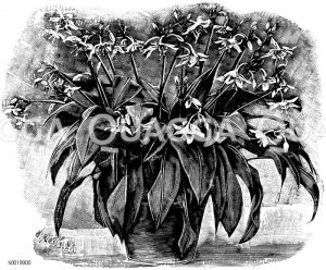 Eucharis vom Amazonenstrom Zeichnung/Illustration