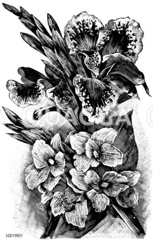 Orchideenblütige Canna Zeichnung/Illustration