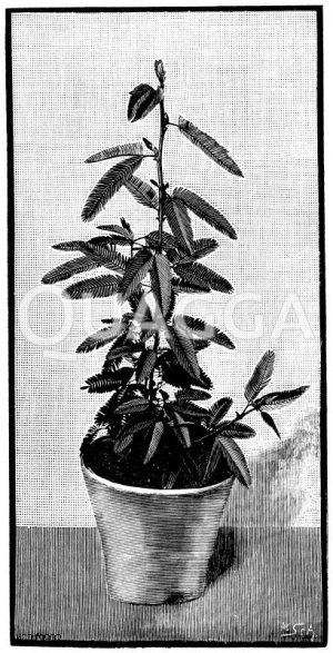 Spegazzins Mimose Zeichnung/Illustration