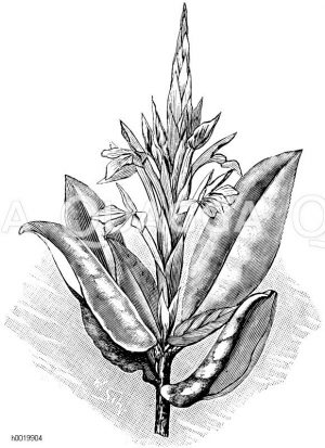Schimmernde Aphelandra Zeichnung/Illustration