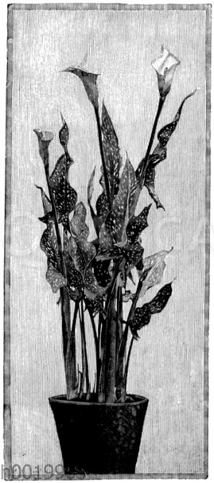 Zantedeschie (Calla) mit weißgefleckten Blättern [Digital]