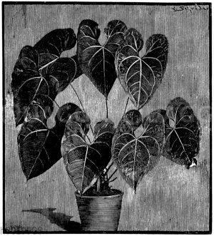 Weißnerviges Anthurium [Digital]