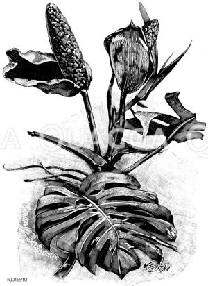 Blüten der köstlichen Monstera Zeichnung/Illustration