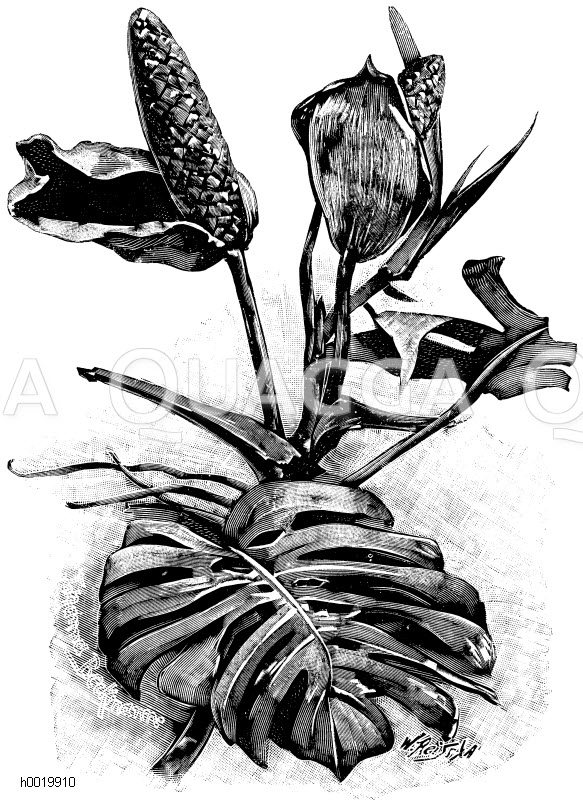 Blten der kstlichen Monstera -